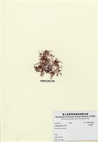 藏品(日本沙菜)的圖片